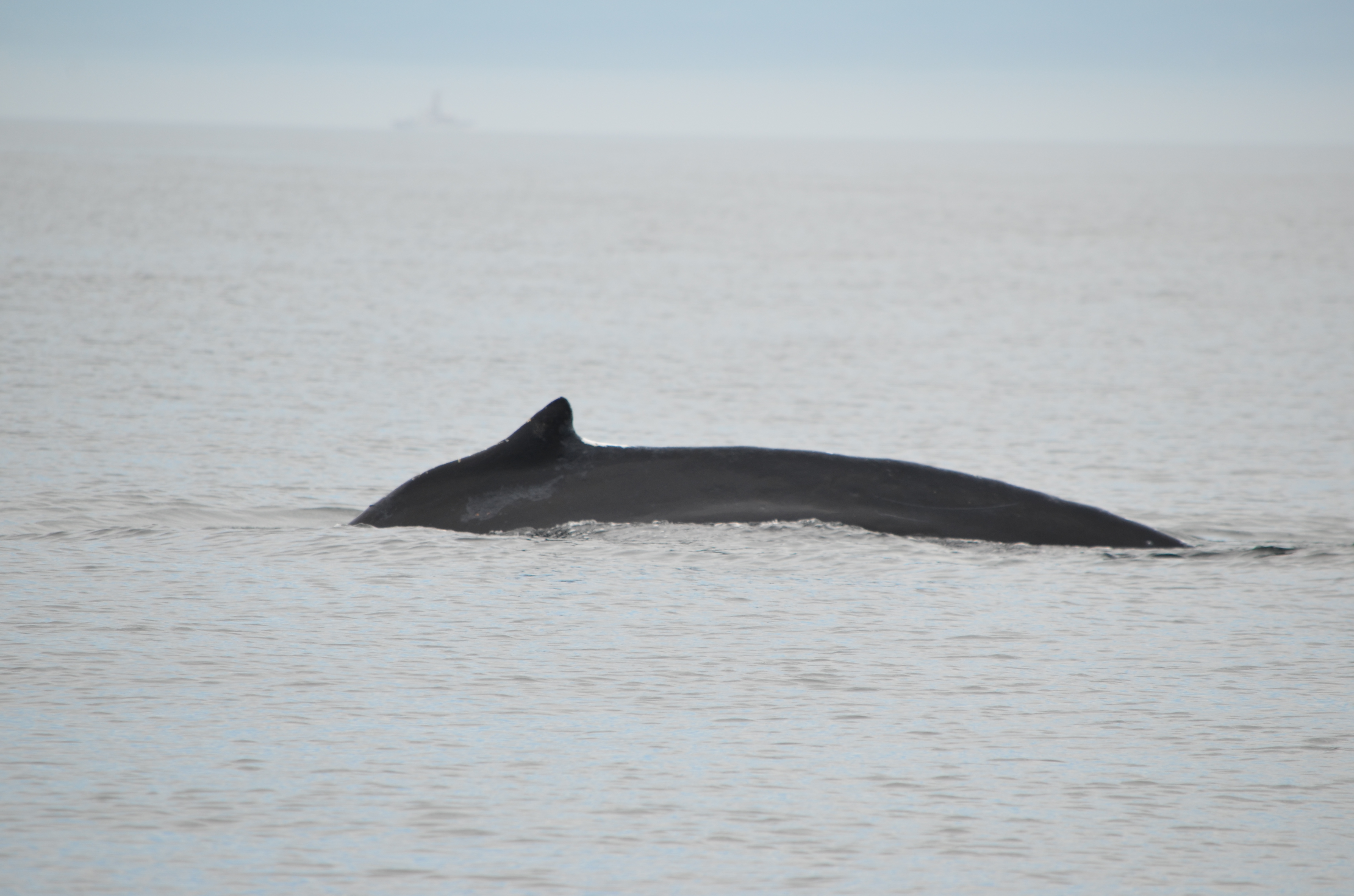 photos/wildlife/Mammal_Species/Humpback Whale/DSC_0065.JPG